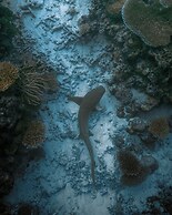 Raffles Maldives Meradhoo Resort