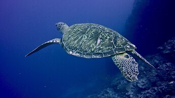 Raffles Maldives Meradhoo Resort