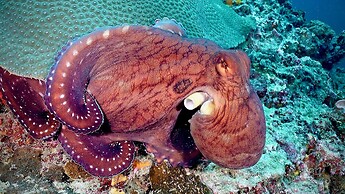 Raffles Maldives Meradhoo Resort