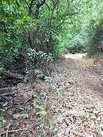 Canary Forest Camping