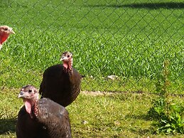 Finca Ses Cases Noves