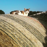 Agriturismo Masseria Del Crocifisso