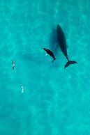 Ambergris Cay Private Island – All Inclusive – PLS Island Hopper Fligh