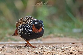 Hotel Aranya Virasat