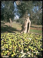 Accampamento Rurale Macaria