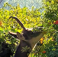 VILLA CASTEL Maison d'hôtes & Jardin de Cuisine Vivante