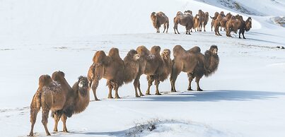 Mongolian Vision Tours - Hostel