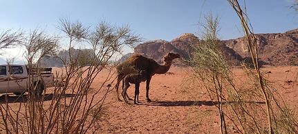 Magic Bedouin Star - Campsite