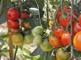 Agriturismo Fattoria La Prugnola
