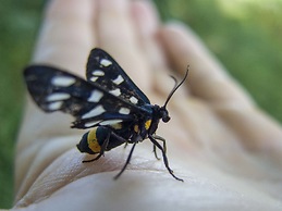 Agriturismo Fattoria La Prugnola