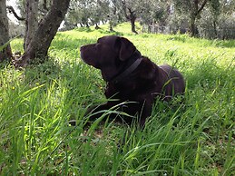 Agriturismo Fattoria La Prugnola
