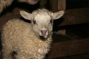 Sólheimahjáleiga Guesthouse