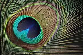 Brijuni Rooms Karmen