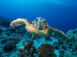 Malikia Resort Abu Dabbab