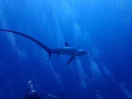 Avila's Horizon Dive Resort