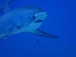 Avila's Horizon Dive Resort