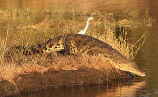Sandpiper Villas Chobe