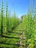 Hopyard View Farm - A Farm Experience in Ashland