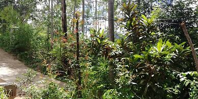 Ella Forest Eco View