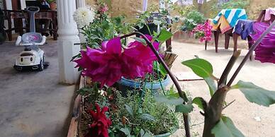 Ella Forest Eco View