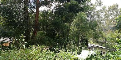 Ella Forest Eco View