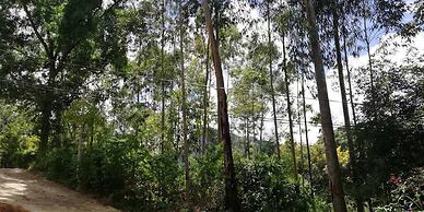 Ella Forest Eco View