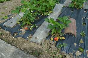 Au Passage des Grues