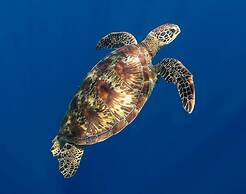 EDEN - Private Island - TAHA'A