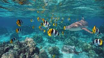 EDEN - Private Island - TAHA'A