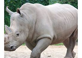 The Rhinos 2