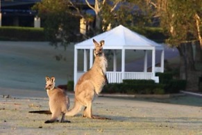 Gumnut Grove The Vintage