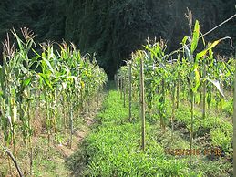 Farmstay at Pha Ma Chiangrai