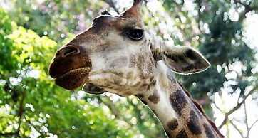 Vdara Pool Resort and Spa