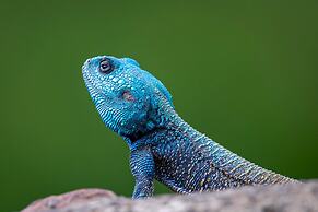 Valley Lodge - Babanango Game Reserve