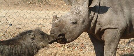 Hazyview Buffalo Game Lodge