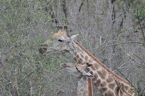 Hazyview Buffalo Game Lodge
