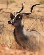 Onduri Lodge - In Okaukuejo