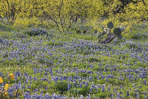 Kuebler Waldrip Haus B&B