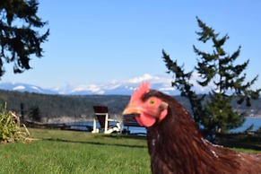 The Bluff on Whidbey B&B