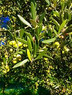 Ccb Ionian Suites by Bruskos