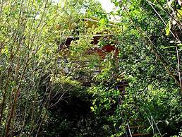 Thick forest sigiriya