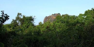 Thick forest sigiriya