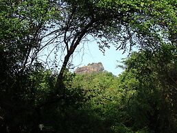 Thick forest sigiriya