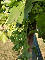 Hotel Boutique Canon de Talampaya