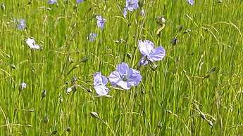 Le Clos des Pensées