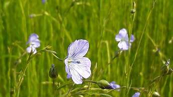 Le Clos des Pensées