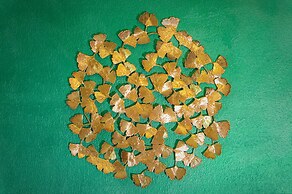 Villa Mandrioli Agriturismo