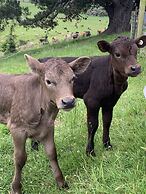 Cubby House Stay - Kaikoura