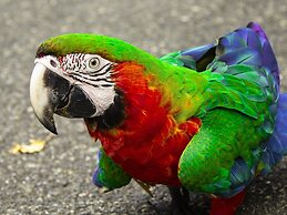 Hotel Rancho Guacamayos