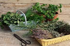 Verdidea - SOTTO COLLE